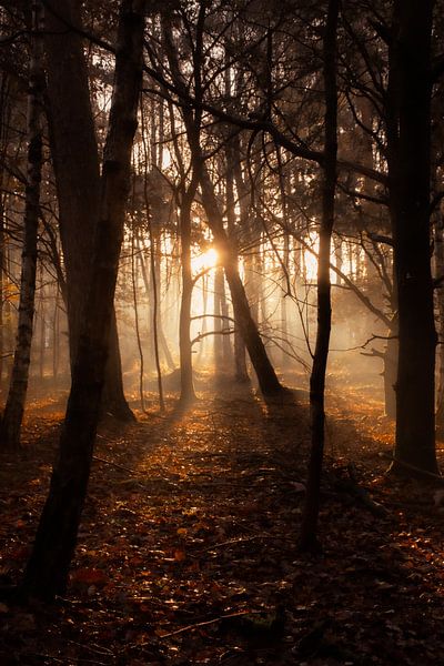 Autumn in the Warandebos, Tilburg by Nynke Altenburg