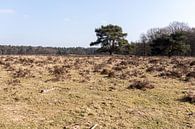 Landschap met boom in Lage Vuursche van Jaap Mulder thumbnail