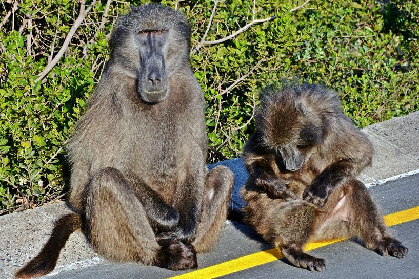 Monsieur et Madame Babouin par Werner Lehmann