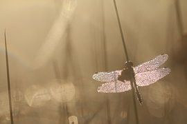 Bedauwde zwarte heidelibel sur Tjomme Fernhout