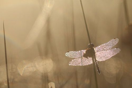 Bedauwde zwarte heidelibel