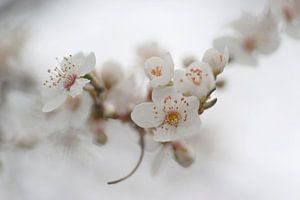 Weiße Frühlingsblüte in romantischer Atmosphäre