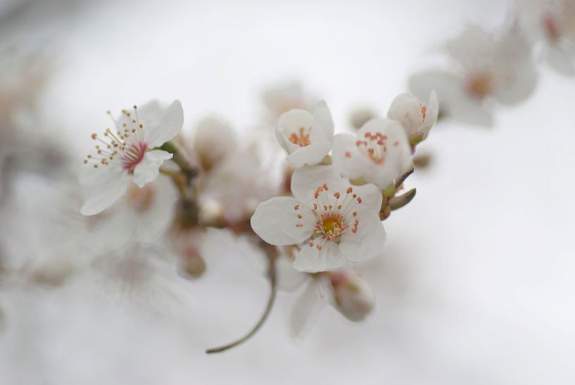 Witte lentebloesem in een romantische sfeer van Birgitte Bergman
