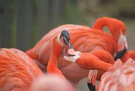 Flamingo's van David Klumperman thumbnail