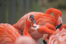 Flamingo's van David Klumperman