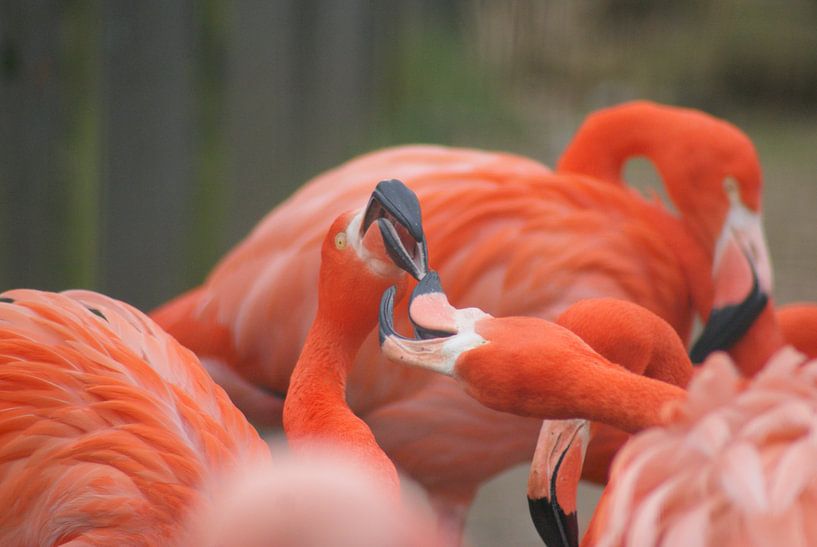 Flamingo's van David Klumperman