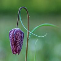 Kievitsbloem