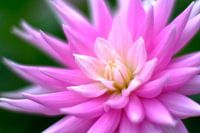 Pink flower