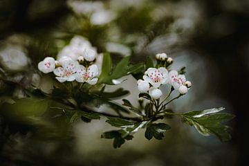 Einfarbige Blüten von Hiske Boon