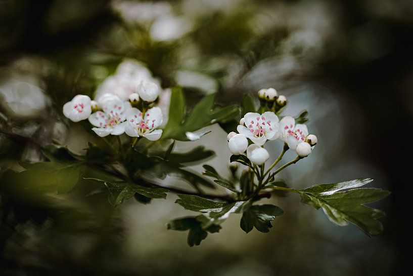 Plain Blossoms by Hiske Boon