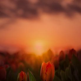 Tulpen bei Sonnenaufgang in Lisse von Marijke Groos