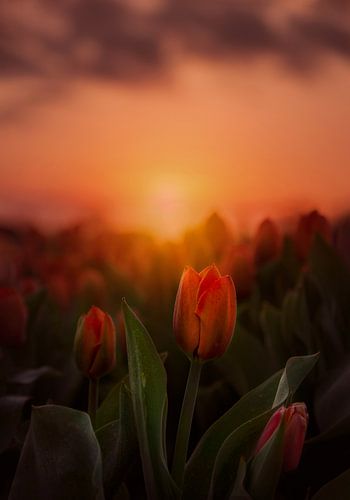 Tulpen bei Sonnenaufgang in Lisse