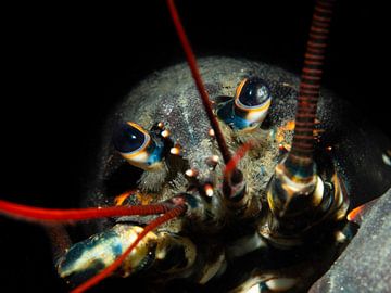 Close-up of Zeeland North Sea lobster by René Weterings