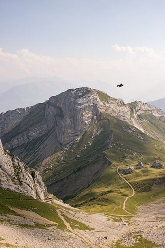 Swiss Alps with alpine jackdaw