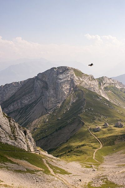 Swiss Alps with alpine jackdaw by Anke Cansse