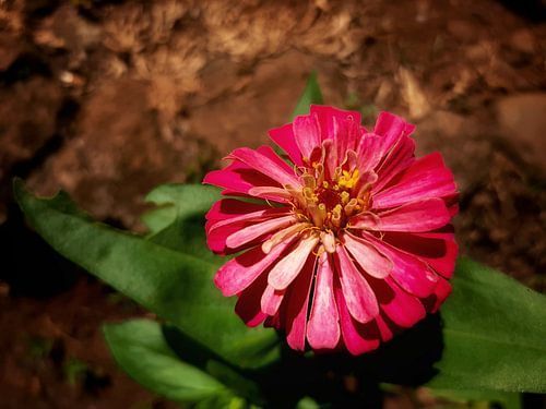 Blühende rosa Zinnie