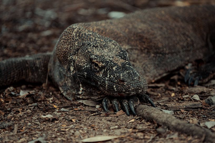 Der Komodowaran von visualsofroy