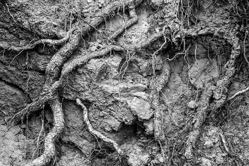 Wurzeln im Schlamm von Wijbe Visser