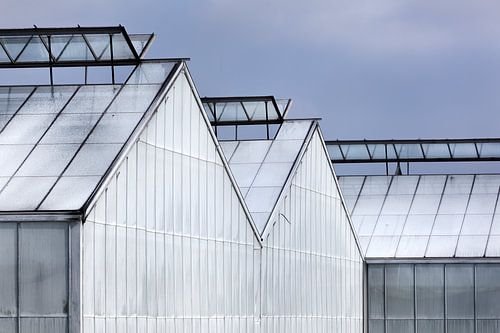 Gewitte kassen in het Westland