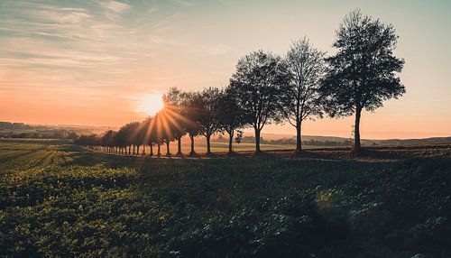 Zonsondergang in de boombergen