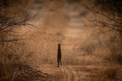 Voorzichtige nieuwsgierigheid