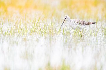 Poelruiter in het vroege voorjaar van Danny Slijfer Natuurfotografie