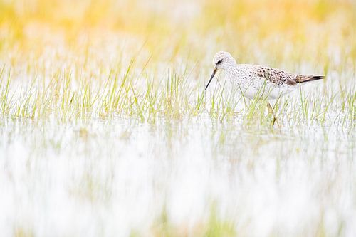 Poelruiter in het vroege voorjaar