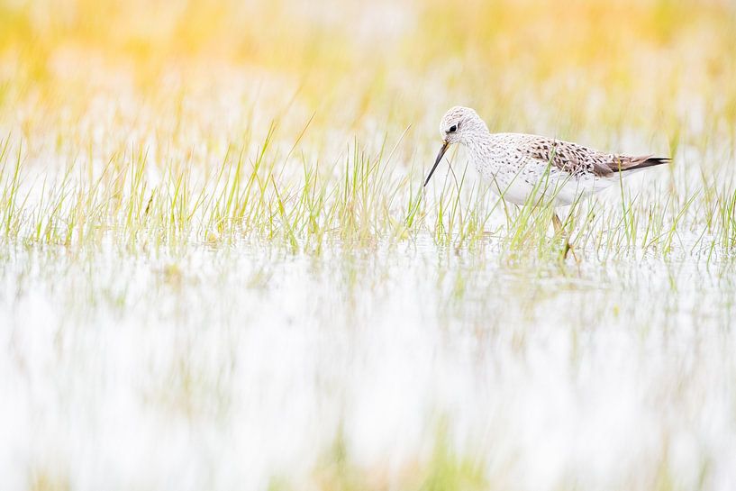 Pool rustler in early spring by Danny Slijfer Natuurfotografie
