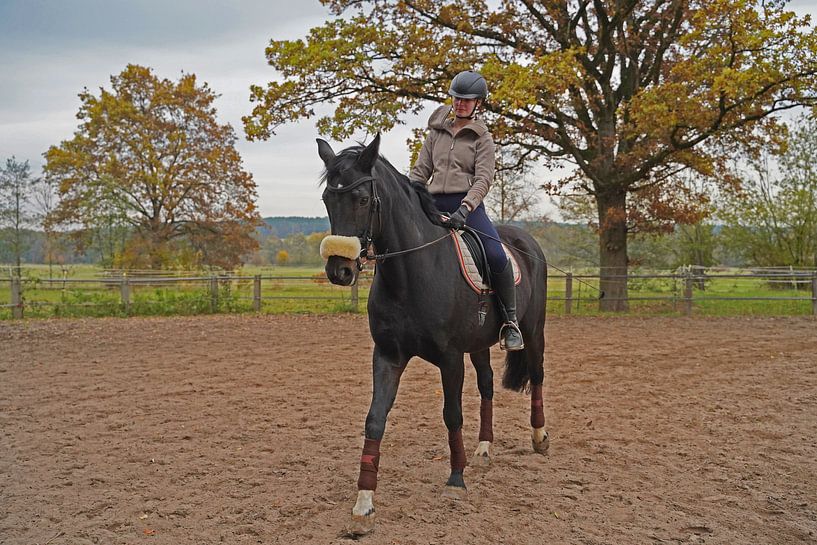 Training met het Beierse zwarte paard Baveria op een rijbak in de herfst van Babetts Bildergalerie