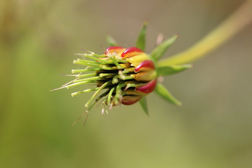 Zinnia in the button by Bärbel Severens