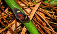 Schmetterling