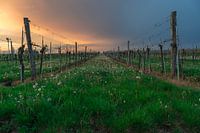 Ambiance orageuse dans le vignoble