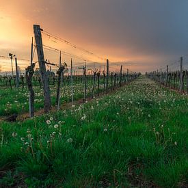 Thunderstorm atmosphere in the vineyard by Alexander Kiessling