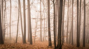 herfst bos  van Tobias Luxberg