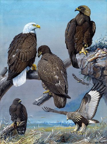 Allan Brooks,Bald Eagle, Golden Eagle, Rough-benged Hawk