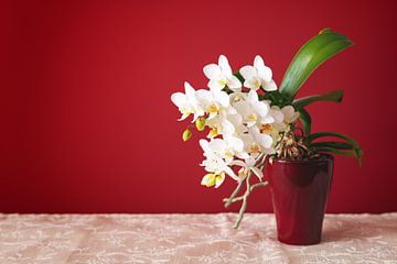 white small phalaenopsis orchid flower