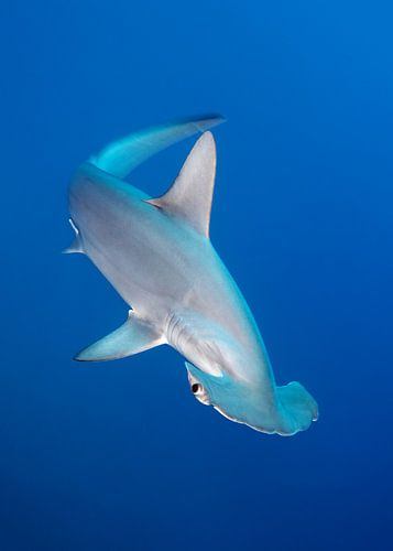 Bogenstirn-Hammerhai im Blau