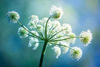 zomerbloem