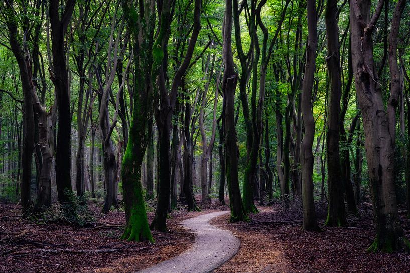 Le Speulderbos en automne par Roy Poots