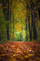 Take a walk