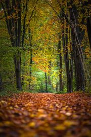 Faites une promenade