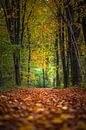 Take a walk by Omri Raviv thumbnail