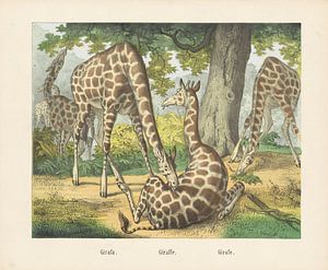 Girafa. / Giraffe. / Girafe, Firma von Joseph Scholz, 1829 - 1880