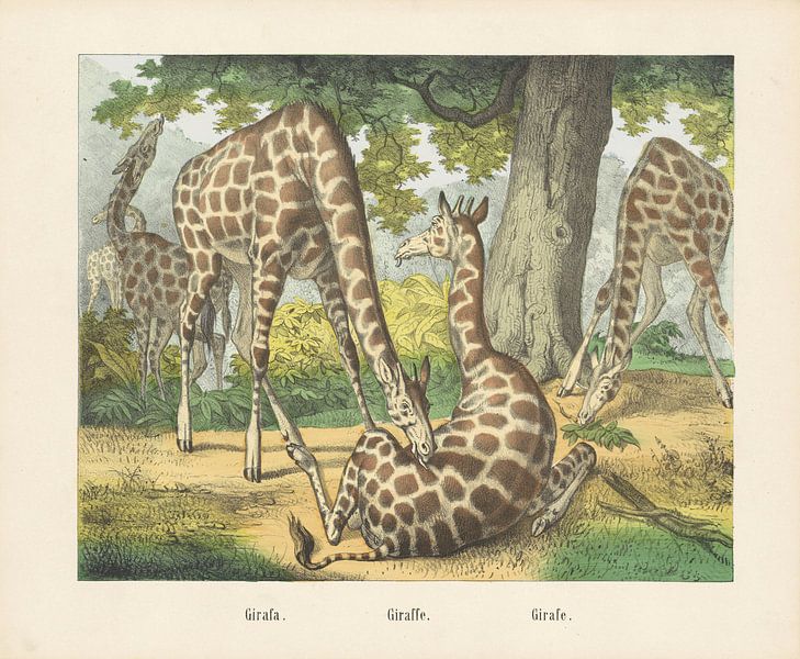 Girafa. / Giraffe. / Girafe, Firma von Joseph Scholz, 1829 - 1880 von Gave Meesters