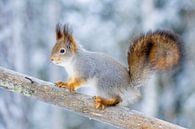 Winter-Eichhörnchen von Sam Mannaerts Miniaturansicht