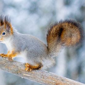 Winter-Eichhörnchen von Sam Mannaerts