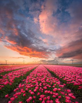 Zonsondergang met gekleurde wolken bij de tulpen | Landschapsfotografie | Flevoland van Marijn Alons