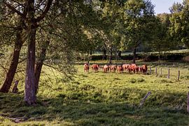 Wiesenschloss Bauernhof Terborgh von Rob Boon