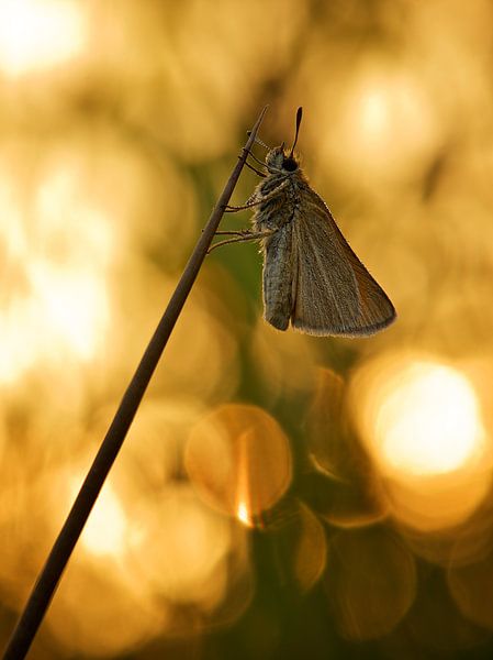 Great Tadpole at sunrise by Erik Veldkamp