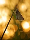 Great Tadpole at sunrise by Erik Veldkamp thumbnail
